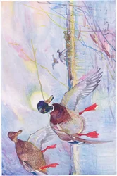 When the migrant ducks came in